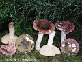 Russula amethystina-amf2139